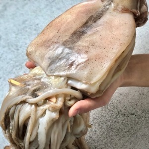 국내산! 구룡포 반건조 오징어 대 사이즈 10미 (1.7kg 내외)
