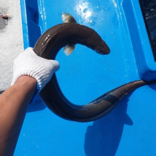[통영창고] 대왕 바다장어 1kg / 당일조업 대왕 바다장어, 통영산지 직송.