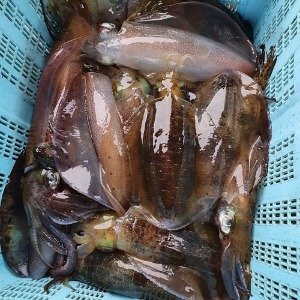 [동해수산] 활 대왕무늬오징어 1kg급 