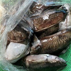 [단독창고] 급냉 대왕갑오징어 1kg / 현존하는 갑오징어중 제일큽니다. 오직 범푸드에서만